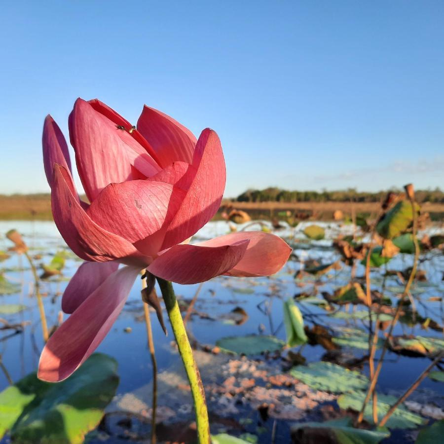 Wild Nature Lodge, Mareeba Wetlands Biboohra Экстерьер фото