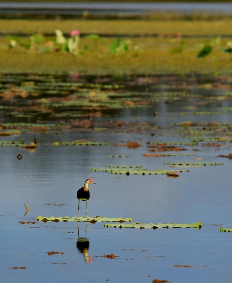 Wild Nature Lodge, Mareeba Wetlands Biboohra Экстерьер фото