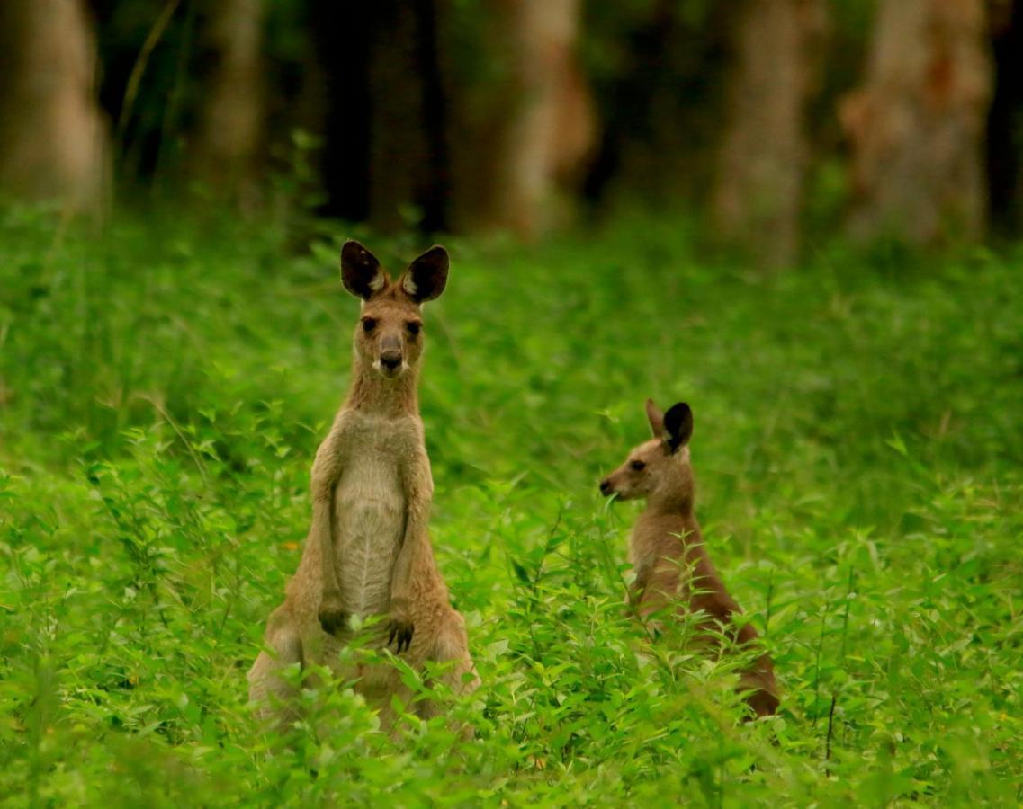 Wild Nature Lodge, Mareeba Wetlands Biboohra Экстерьер фото