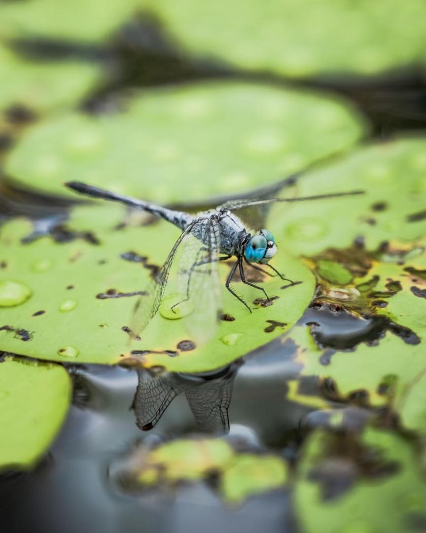 Wild Nature Lodge, Mareeba Wetlands Biboohra Экстерьер фото